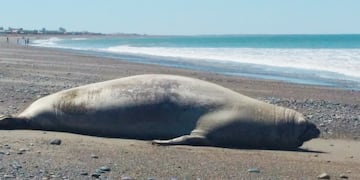 El increíble animal que visitó la costa de una playa de Chubut.
