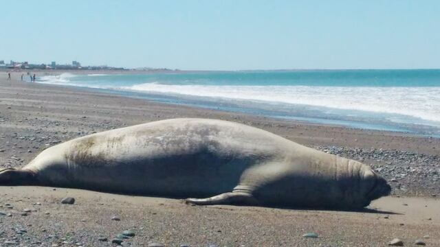 El increíble animal que visitó la costa de una playa de Chubut.