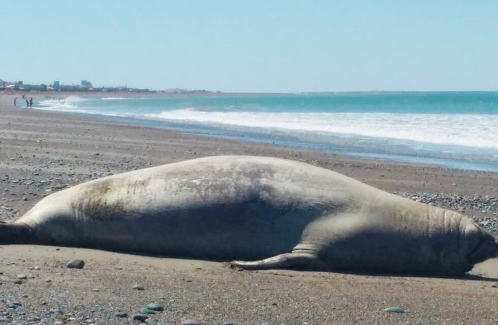 Todos quieren aprovechar las tardes de sol: un inmenso animal visitó una playa de Chubut y sorprendió a todos