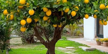 Para qué sirve colocar saquitos de té en las ramas del limonero: por qué recomiendan este truco casero
