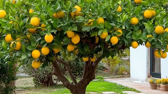 Para qué sirve colocar saquitos de té en las ramas del limonero: por qué recomiendan este truco casero