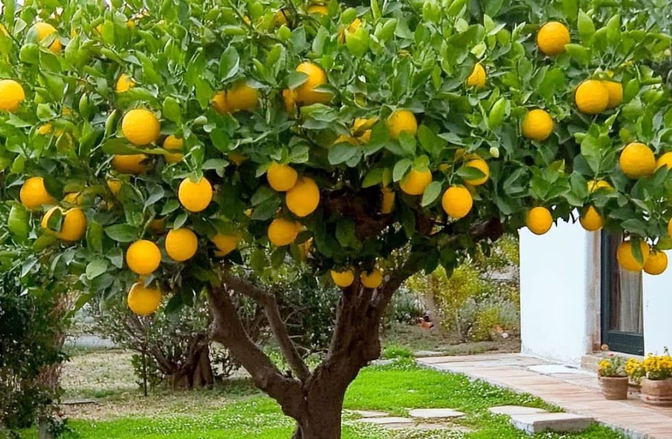 Para qué sirve colocar saquitos de té en las ramas del limonero: por qué recomiendan este truco casero