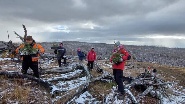 Tolhuin: realizaron acciones de restauración del bosque fueguino
