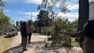 Tala indiscriminada en el barrio 17 de octubre