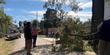 Tala indiscriminada en el barrio 17 de octubre