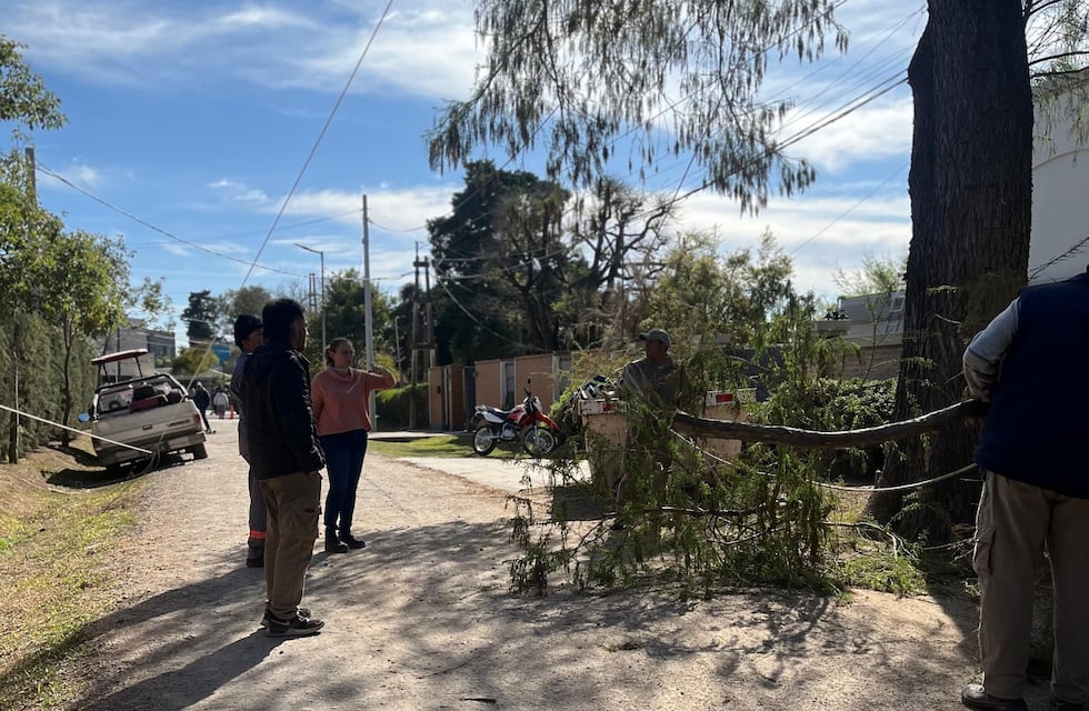 Vecinos en riesgo por tala ilegal en zona urbana