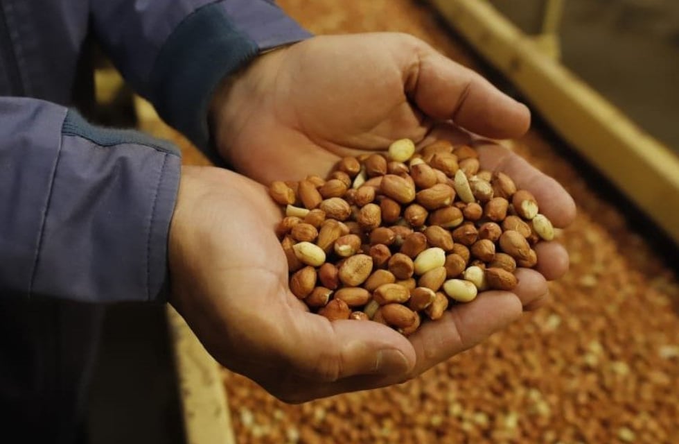 Cómo es Ticino, el pueblo que genera energía con cáscara de maní y no sufrió los dos grandes apagones del último tiempo