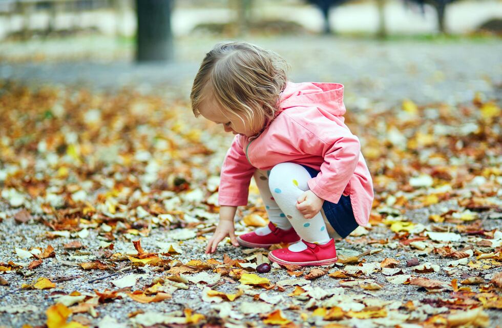 Coloridas hojas de otoño: belleza para nuestro jardín (y  compost bien nutrido)