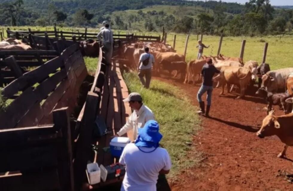 Asociación Ganadera de Andresito: vacunarán contra la aftosa y brucelosis a todo el rodeo