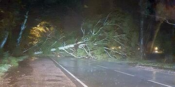 Un árbol cortó el tránsito en una de las rutas de acceso a Coronel Moldes.