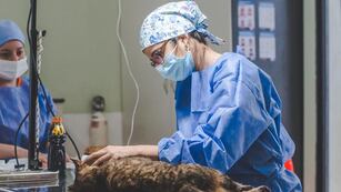 Aplicación de vacuna antirrábica gratuita en Córdoba durante todo septiembre.