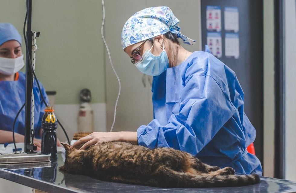 Jornada de Zoonosis en la ciudad con resultados positivos