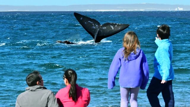 En junio comenzará la Semana de las ballenas en Chubut.