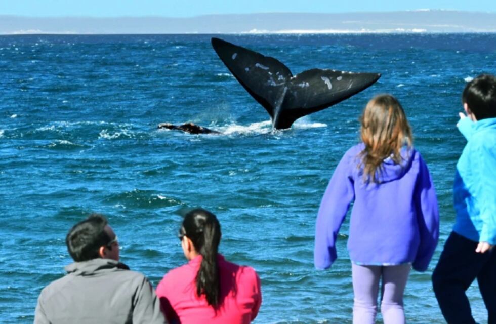 Se acerca la Semana de las ballenas en Chubut: cuándo comienza y qué actividades habrán