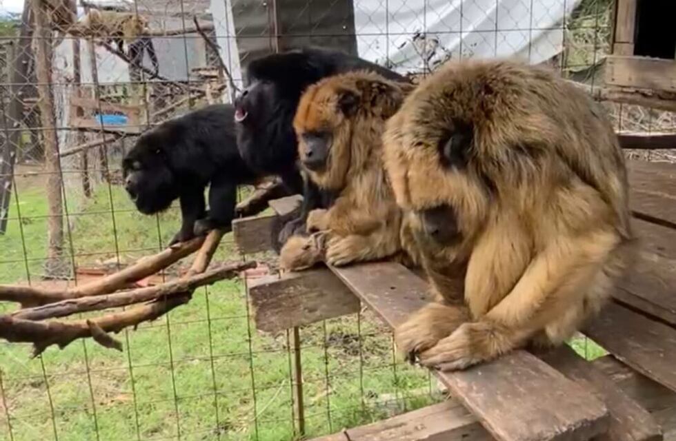 Una pareja asegura que una mona es “una persona no humana”: la Justicia decidió que continuará en una reserva en La Cumbre