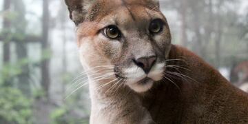 Asombro en Posadas: filman a un puma en inmediaciones al Aeropuerto - Imagen ilustrativa.