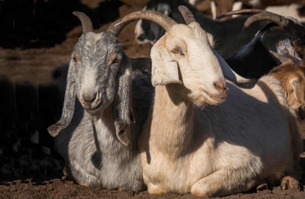 Dos sujetos intentaban robarse una cabra en Tupungato cuando fueron sorprendidos por un puestero