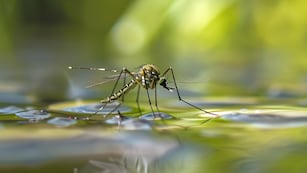 Nuevos casos de dengue en la provincia de Córdoba.
