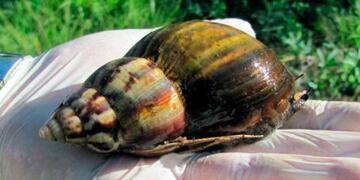 El caracol gigante africano puede llegar a producir graves daños en ecosistemas y cultivos tropicales.