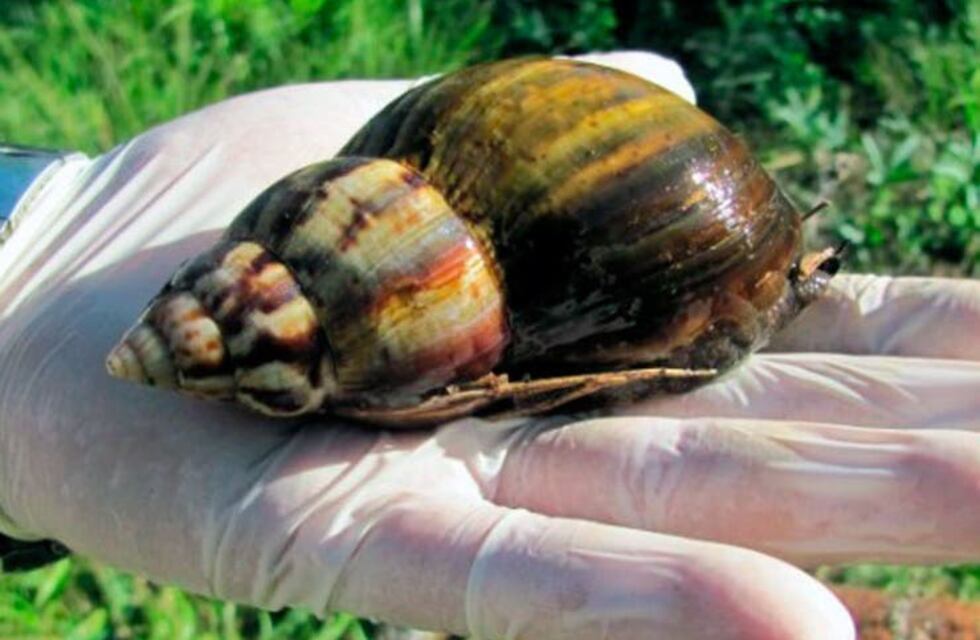 Aparecieron caracoles africanos gigantes en la Argentina y son peligrosos