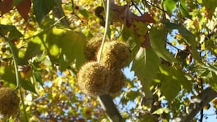 Los estudiantes planean cambiar el árbol de platano en Buenos Aires.
