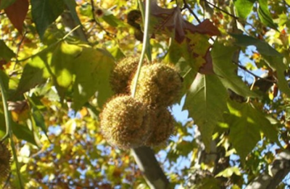 Alergia por los plátanos en CABA: hasta cuándo seguirá la “lluvia amarilla” que afecta a los porteños