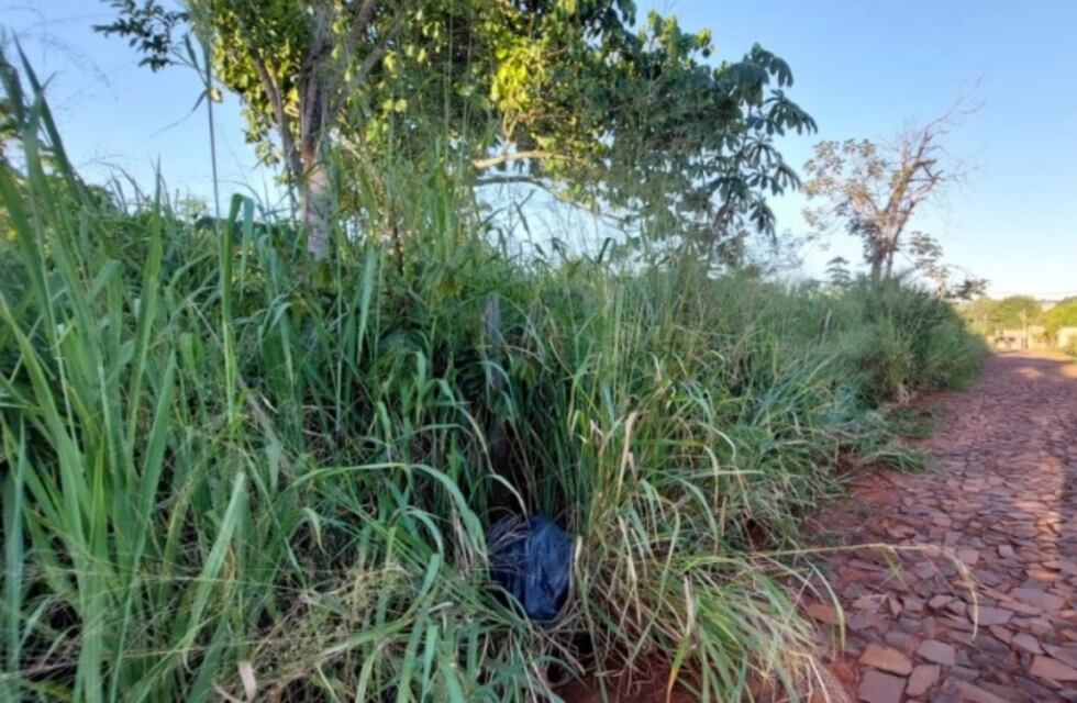 Puerto Iguazú: preocupación por baldíos en abandono
