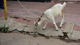 Operativo de búsqueda para dar con sus dueños.
