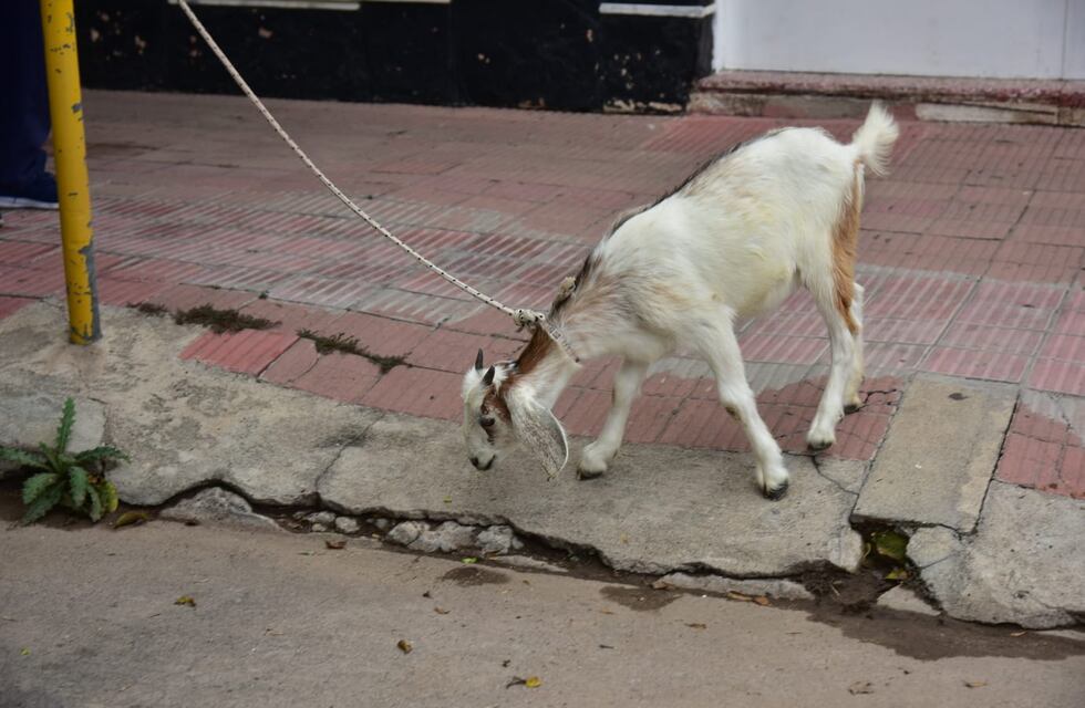 De quién es la cabra: el inesperado operativo que encara un grupo de vecinos de Córdoba
