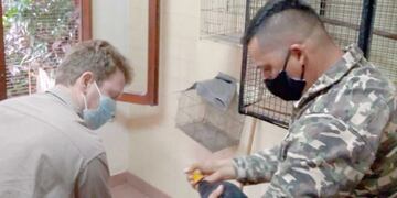 El animal una vez recuperado fue devuelto a su hábitat.