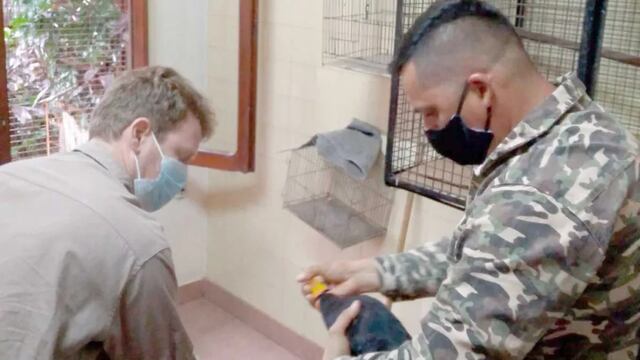 El animal una vez recuperado fue devuelto a su hábitat.