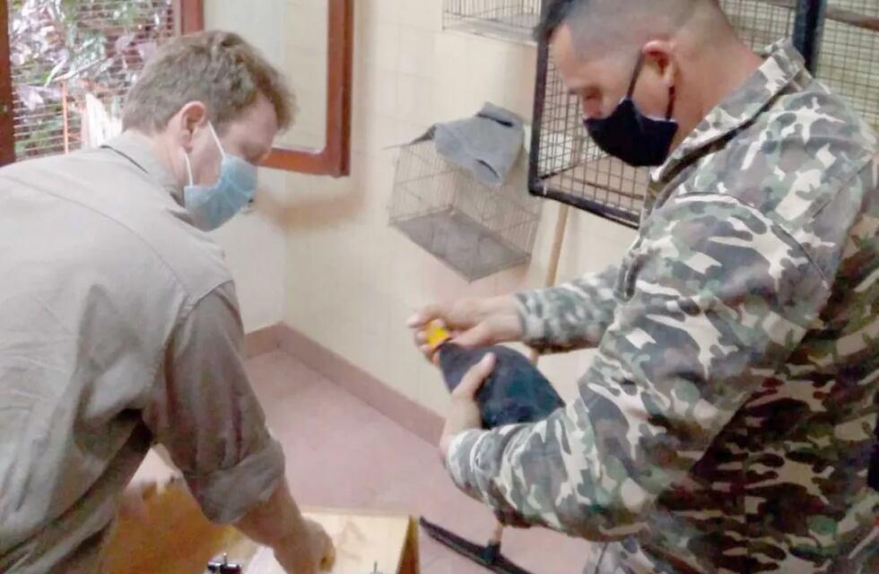 Un tucán grande fue rescatado en una chacra de Mártires