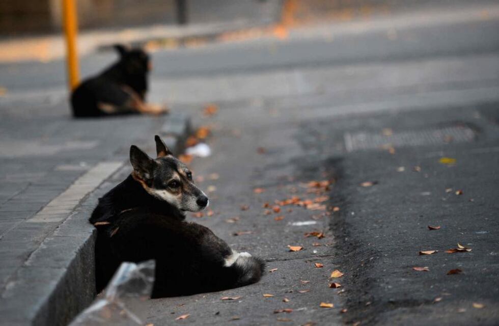 Una pareja de Tupungato construye casitas reciclables para perros de la calle