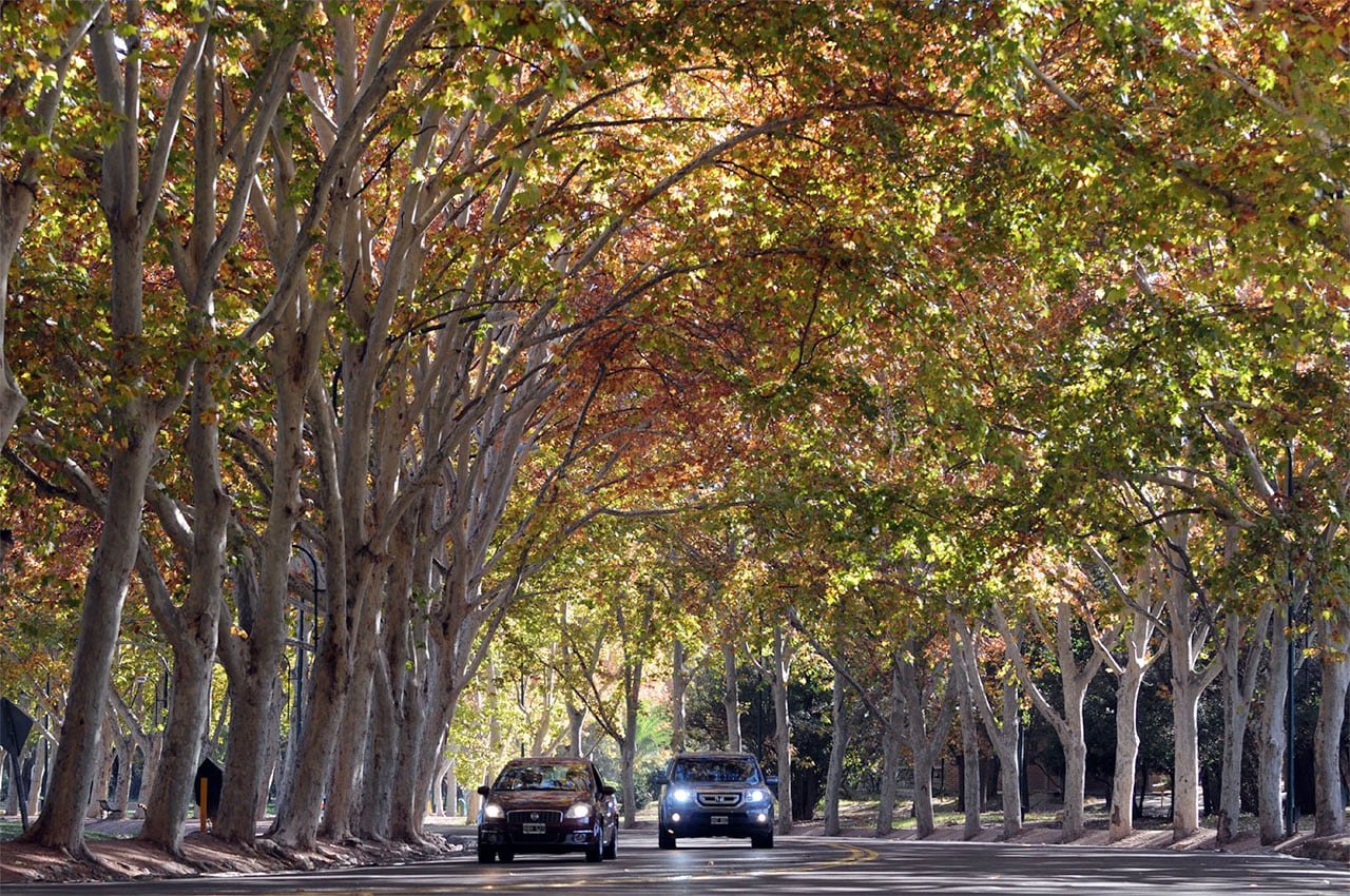 Mendoza 13 de Mayo 2012 EL ESTADO DE LOS ARBOLES EN VIA PUBLICA ES MUY MALO EN MUCHOS CASOS. EL CEMENTADO DE LOS NICHOS DE LAS ACQUIAS, LA MALA PODA, MAL RIEGO Y DEPREDACION DE LAS PERSONAS ATENTAN DIRECTAMENTE. EN LA FOTO EL PARQUE GRAL. SAN MARTIN SOBRE AV. LOS PLATANOS DONDE MUCHOS DEPORTISTAS RECLAMAN LA FALTA DE RIEGO
Foto: ORLANDO PELICHOTTI