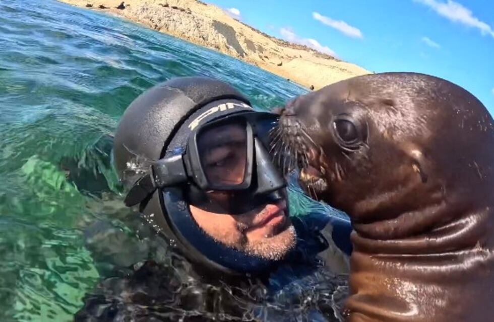 Los animales más mimosos: buceaba por Puerto Madryn y fue sorprendido por los besos de unos lobos marinos