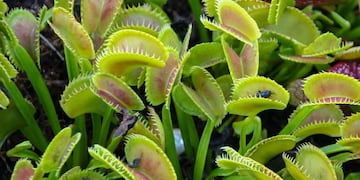 Venus atrapamoscas, una planta exótica que suma estilo y funcionalidad a los espacios interiores.