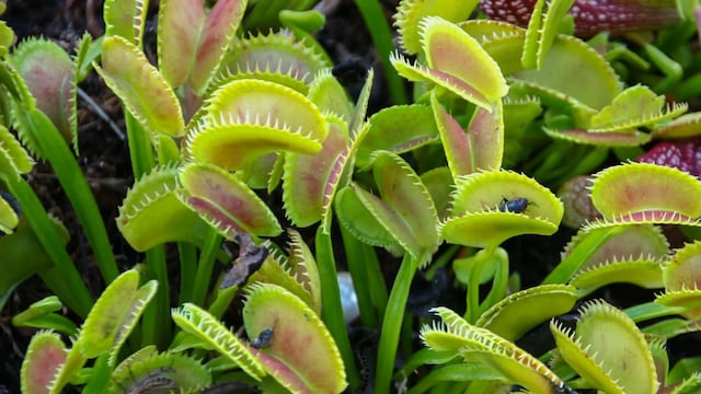 Venus atrapamoscas, una planta exótica que suma estilo y funcionalidad a los espacios interiores.