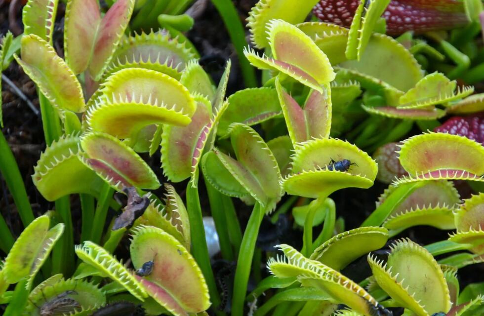 Cuál es la planta exótica que está de moda, elimina moscas y perfuma el ambiente