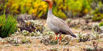 El gobierno de la provincia trabaja para la restauración del habitat del cauquen colorado