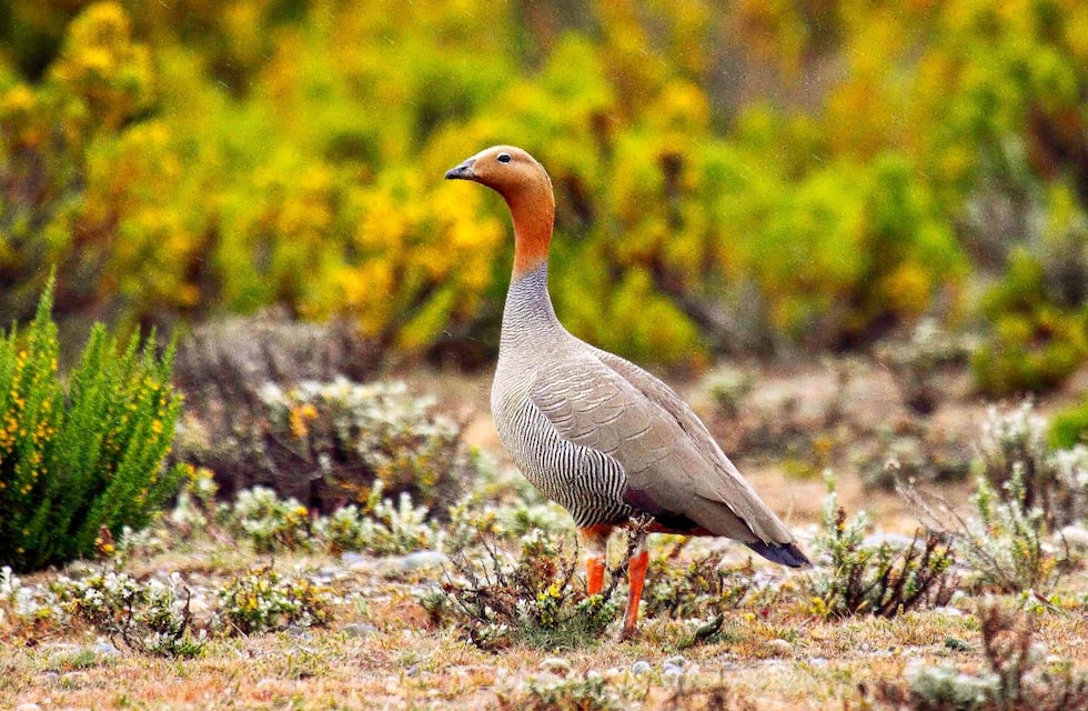 Tierra del Fuego: gobierno trabaja para restaurar el hábitat del Cauquén Colorado