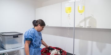 Cómo anotarse a las castraciones gratuitas en Córdoba.