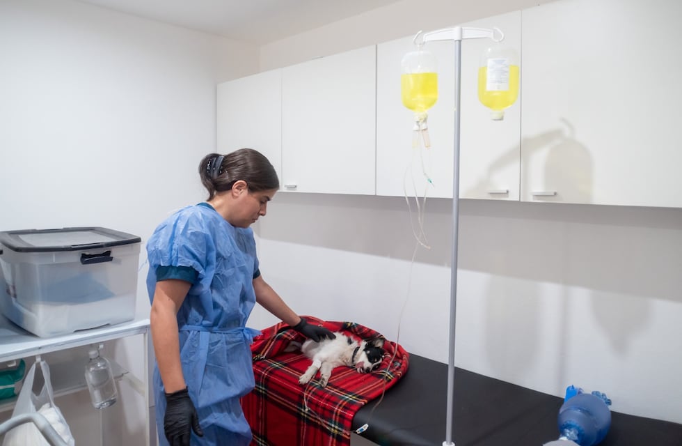 Castraciones gratuitas para mascotas en Córdoba: cómo y dónde anotarse