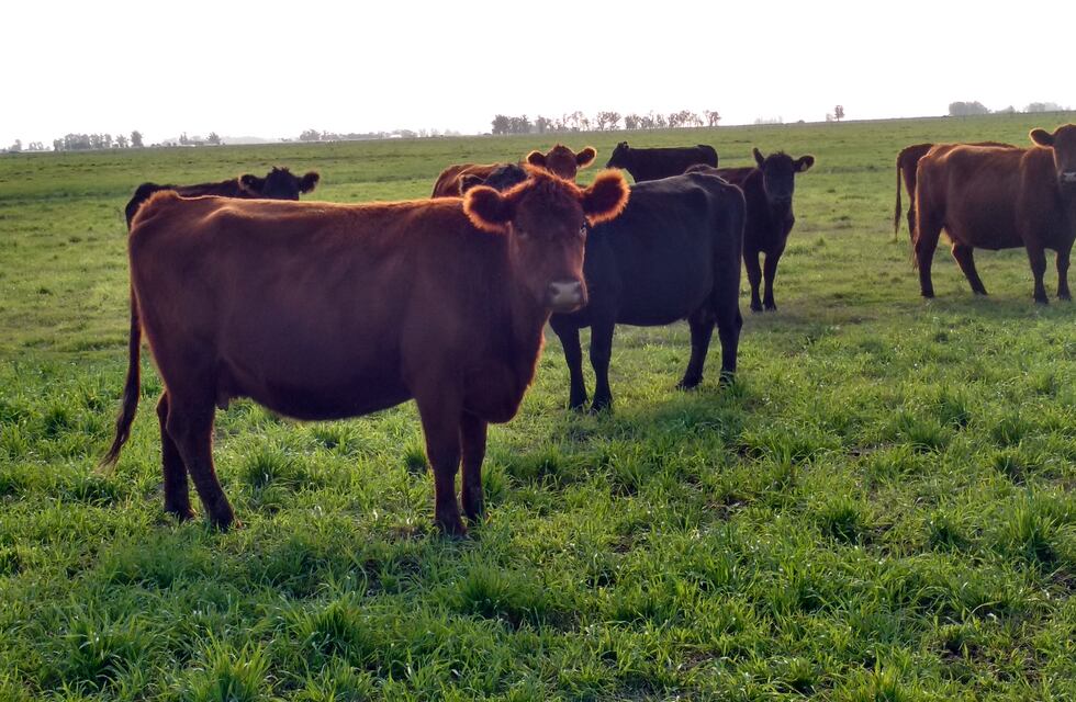 Exposición en Tandil de Angus: terminó la Exposición Nacional de Primavera