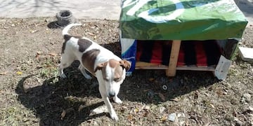 Iniciativa solidaria en Chaco para los perritos de la calle.