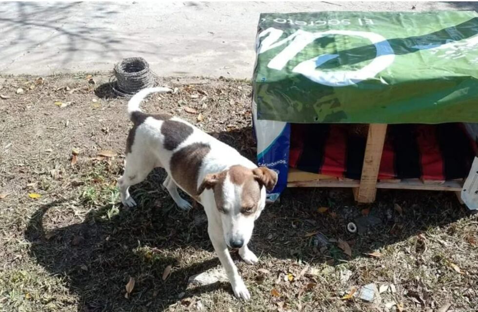 Iniciativa solidaria en Chaco: crearon cuchas para que los perros de la calle no sufran el frío
