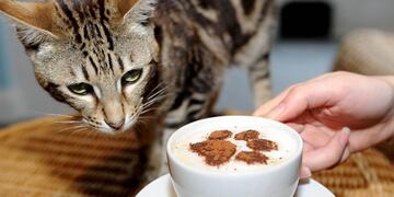 Café con Gatos