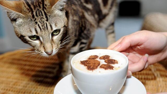 Café con Gatos
