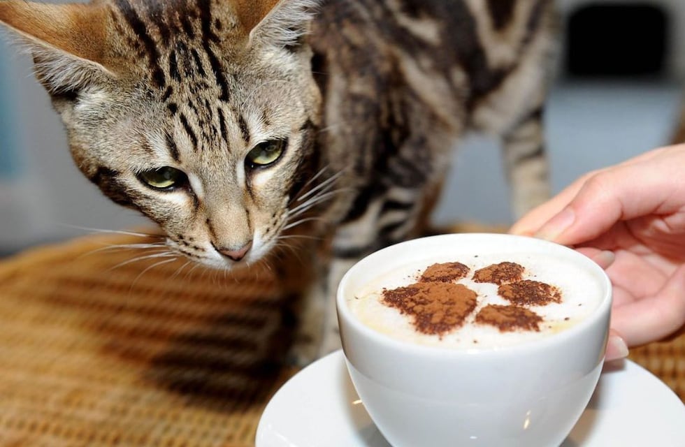 CatCafes: qué son y cuáles son las propuestas en Buenos Aires