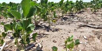 Falta de agua y lluvia
Martín Llampayas
(imagen ilustrativa)