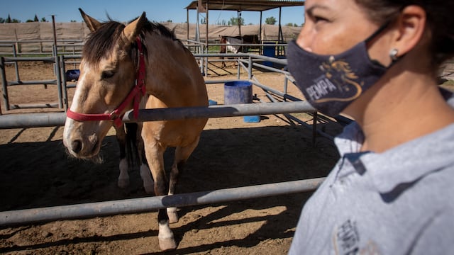 Desde la asociación piden que los caballos no sean devueltos a las personas que tanto daño les hicieron.
Foto: Ignacio Blanco / Los Andes